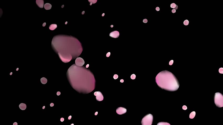 Sakura Blossom Petals Falling On Stock Footage Video (100% Royalty-free