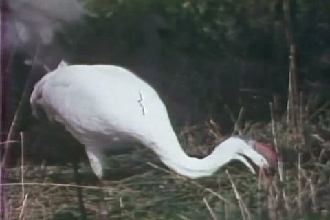 Researchers view whooping cranes at the Patuxent Research Refuge, near Washington, D.C., in 1979. (1970s)