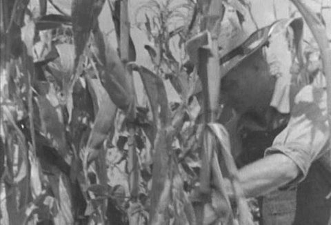 A farmer cuts cornstalks in a cornfield with a corn knife and roughhouses with his son who goes playfully on his way carrying a sunflower, in Warnock, Ohio, in 1940. (1940s)