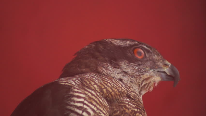 bird of prey