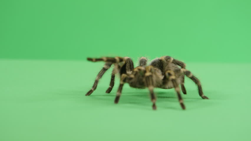 Tarantula Walking Towards Camera Stock Footage Video (100% Royalty-free ...