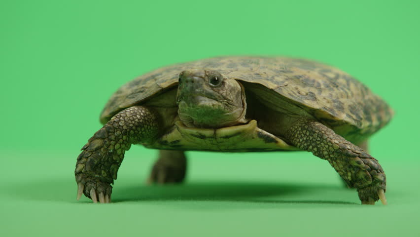 Pancake turtle breathing close up