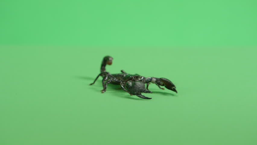 Emperor Scorpion on green background