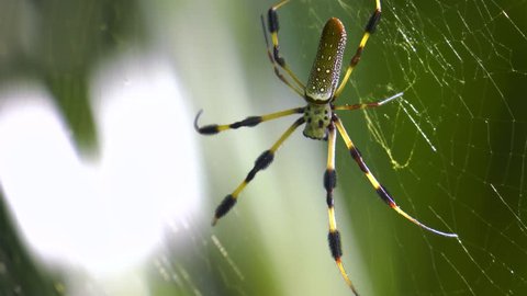 Golden Silk Orb Weaver Banana Spider crawling up the web and getting into position to catch flying prey. The Nephila clavipes spiders are native to the southern United States.