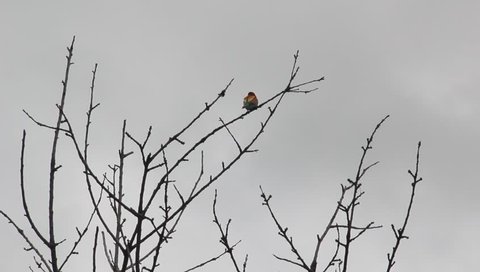 European bee-eater (Merops apiaster) on the branch against the cloudy spring sky