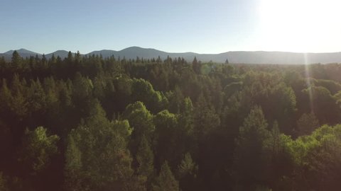 Stunning aerial shot over the woods of Portland Oregon.