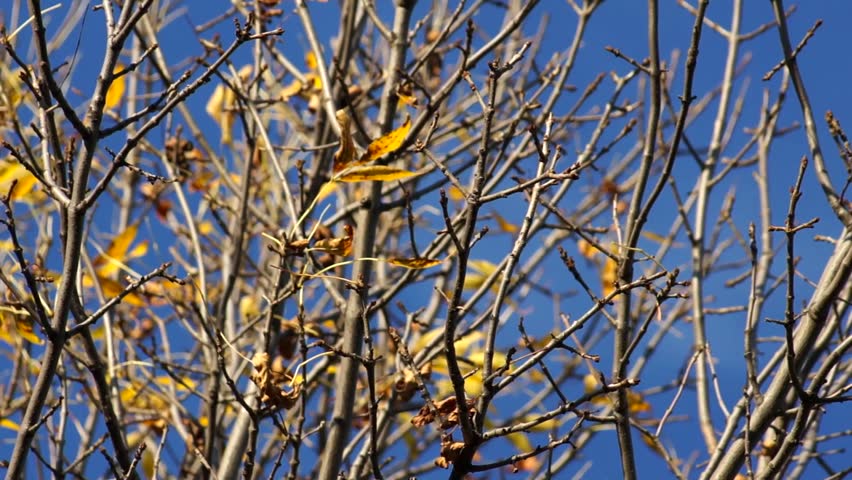 Tree with few leaves during fall.