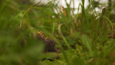 Hedgehog crawling on grass, side view