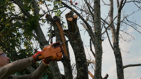 The gardener cuts the old branches on a tree, using a chain saw.