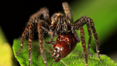 Wandering spider (Family Ctenidae)  feeding on a beetle at night