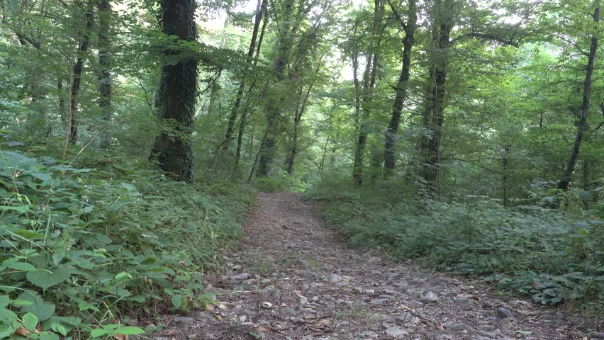 An inviting footpath in a thick and bright forest in Lagodeghi national park in Georgia.