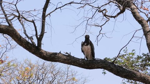 Very large eagle african Martial Eagle sitting in tree, Namibia, big bird in Africa. Safari wildlife