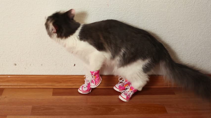 cat animal shoes