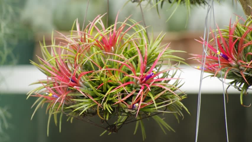 Tillandsia Stock Footage Video (100% Royalty-free) 1900423 | Shutterstock