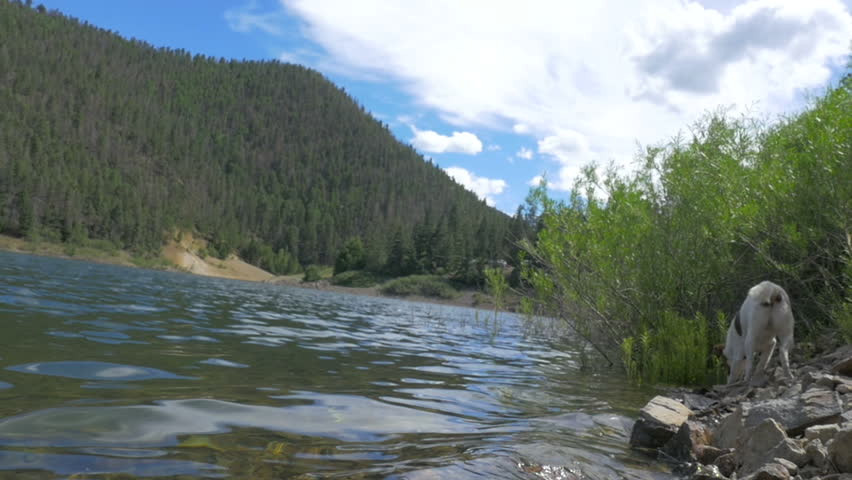 Slow motion shot of a dog exploring the shoreline of a mountain lake. The pup walks along the rocky beach. Sunlight reflects off the surface. Fir trees line the mountainside across the body of water. 