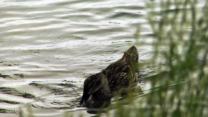 HD clip of ducks swimming through long green grass on a pond.