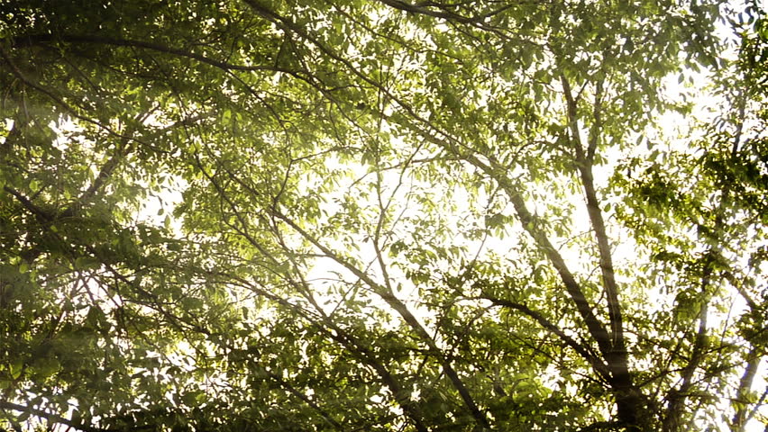 A beautiful HD clip of sun rays shining between trees.