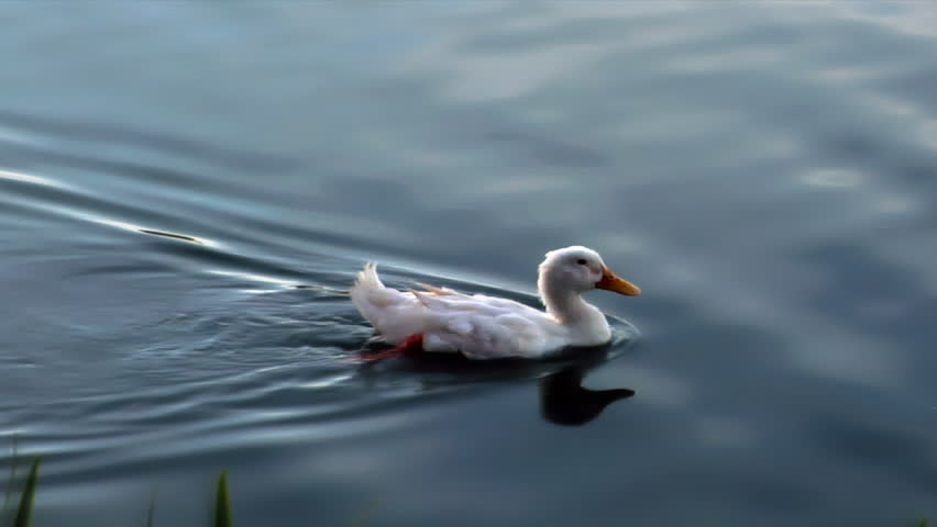 An HD clip of a white duck swimming across glassy water. 