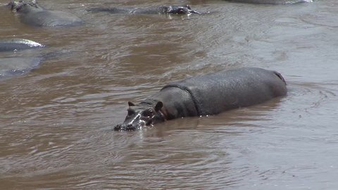 Hippopotamus female walks beside pod to surfacing baby in muddy river during the day in the hot burning sun close up
