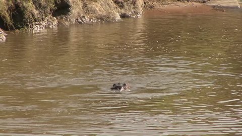 Hippopotamus fighting in muddy river  in the morning
