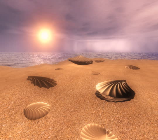 Shells on a beach