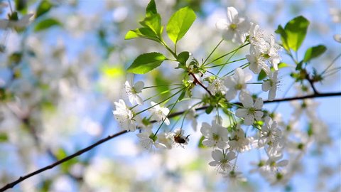 Honey bee on the flower tree (cherry)