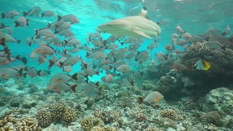 A blacktip reef shark swimming through a shoal of fish humpback red snapper on a shallow coral reef, motionless underwater scene, Rangiroa, Pacific ocean, French Polynesia