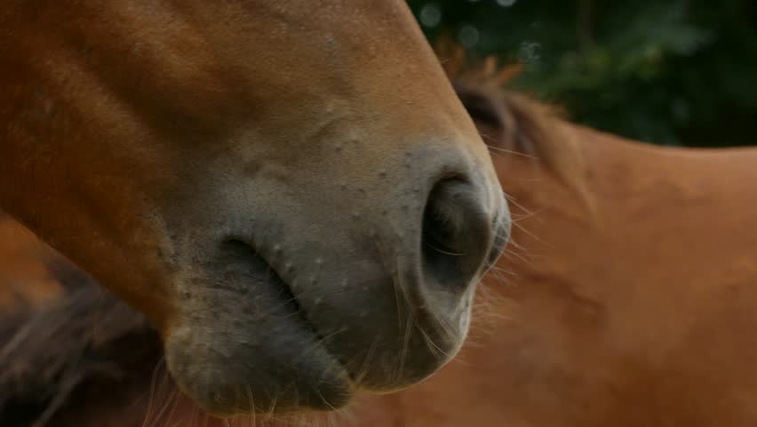 closeup horse’s mouth 4k high quality Stock Footage Video (100% Royalty