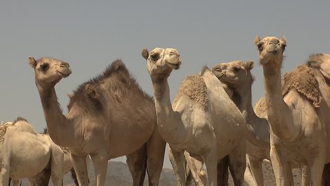 Группа camel. Группа верблюды. Группа верблюды. Группа camel. Верблюды в египте.