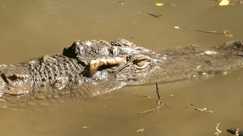 Close Crocodile Zoo 4k High Quality Stock Footage Video (100% Royalty ...