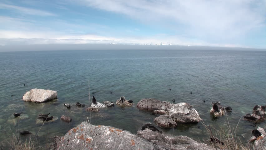 Baikal seal Pusa sibirica on Ushkany Islands belongs to type of animal pinnipeds on rocks in freshwater. It lives only in Lake Baikal. Mothers and cute newborn Pup calves bask on stones. Ecotourism.