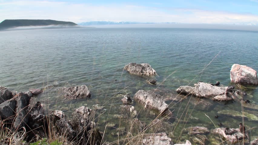 Baikal seal Pusa sibirica on Ushkany Islands belongs to type of animal pinnipeds on rocks in freshwater. It lives only in Lake Baikal. Mothers and cute newborn Pup calves bask on stones. Ecotourism.