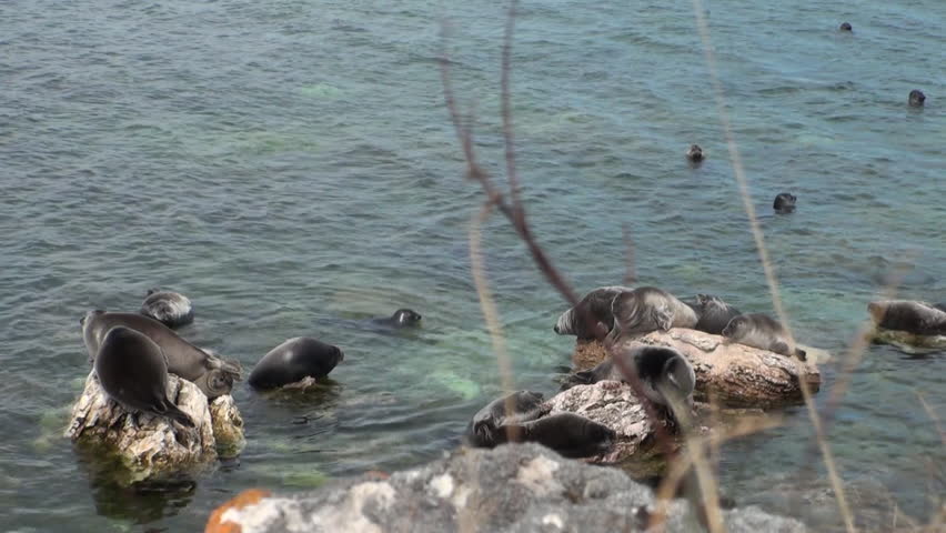 Baikal seal Pusa sibirica on Ushkany Islands belongs to type of animal pinnipeds on rocks in freshwater. It lives only in Lake Baikal. Mothers and cute newborn Pup calves bask on stones. Ecotourism.