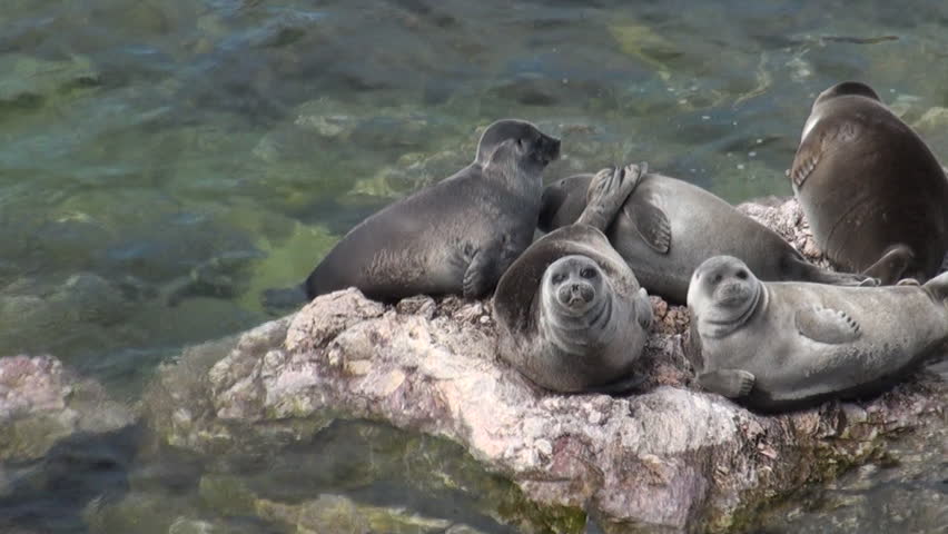 Baikal seal Pusa sibirica on Ushkany Islands belongs to type of animal pinnipeds on rocks in freshwater posing for the camera. It lives only in Lake Baikal. Mothers and cute newborn Pup. Ecotourism.
