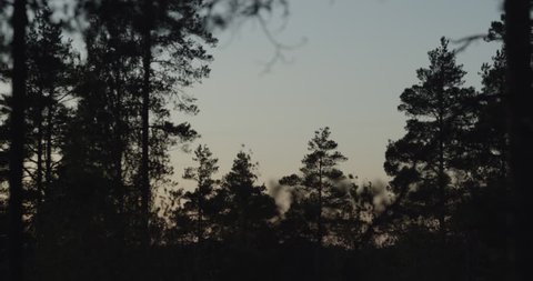 Forest and sunset