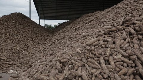 Cassava Pile