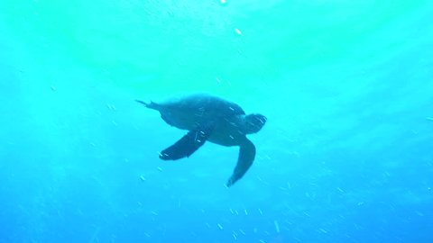 underwater turtle swims in a blue sea near mexico