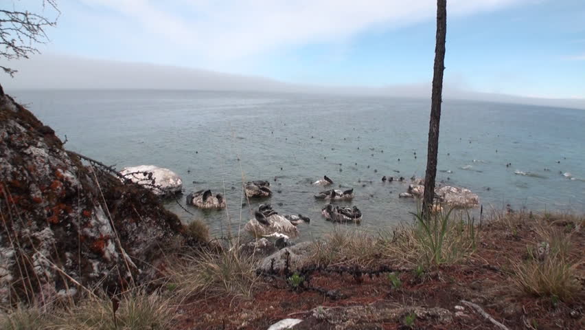 Baikal seal Pusa sibirica on Ushkany Islands belongs to type of animal pinnipeds on rocks in freshwater. It lives only in Lake Baikal. Mothers and cute newborn Pup calves bask on stones. Ecotourism.