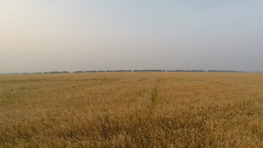 Aerial view of a wheat field