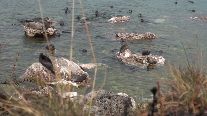 Baikal seal Pusa sibirica on Ushkany Islands belongs to type of animal pinnipeds on rocks in freshwater. It lives only in Lake Baikal. Mothers and cute newborn Pup calves bask on stones. Ecotourism.