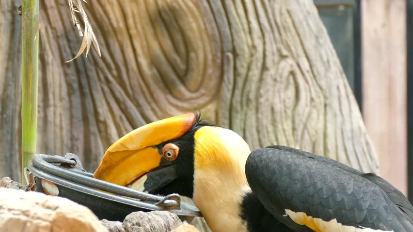 Close up view of Hornbill tropical bird 4k video. High quality, Ultra HD, 3840x2160