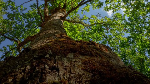 Time lapse footage. Panoramic view of Oak tree trunk against the blue sky. Dolly slider high dynamic range video.