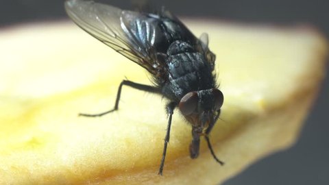 fly insect eating apple,close up