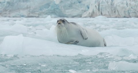 Bearded seal lying on floating Iceberg
Beautiful shot of Bearded seal lying on floating Iceberg in 4K resolution
