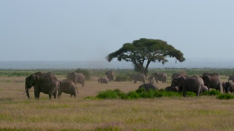 Herd Of African Elephants Grazing; Amboseli Kenya Africa
