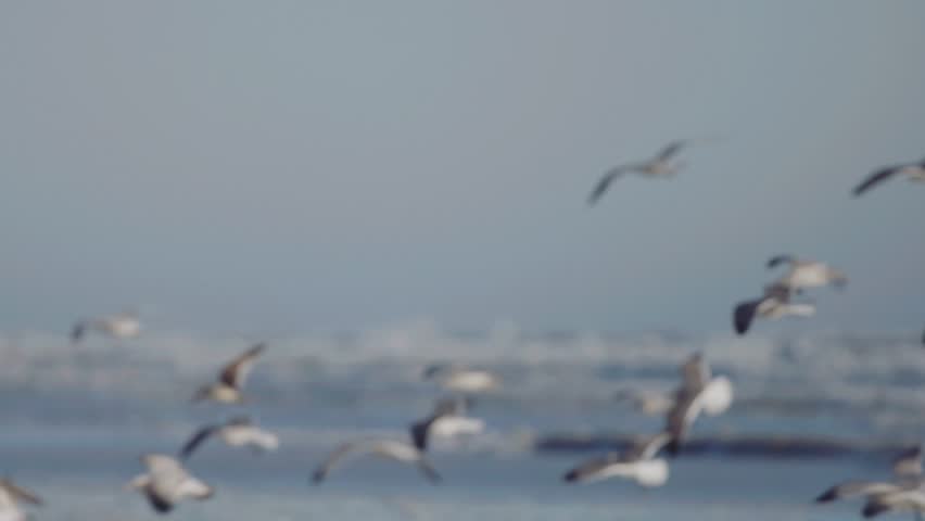 Flock of seagulls fly over ocean and beach in daytime. United States, Florida, Daytona Beach. Slow motion shot.