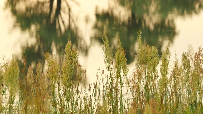 Man at the Landscape, Swamp or Forest Lake, High Dry Grass and Weeds, Apera. Field Flowers. Smooth Water in a Pond, Evening, Dusk Outdoors. Sunset, Yellow Light. Trees Reflection. Backpacker, Tourist