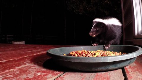 Skunk eats cat food on the deck of a house.