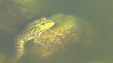 Green frog in pond turn over