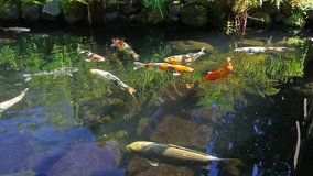 High definition 1080p movie of colorful Koi fish swimming in a pond in garden 1920x1080